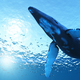 Una ballena azul común. Foto: Tsuneomp / Shutterstock